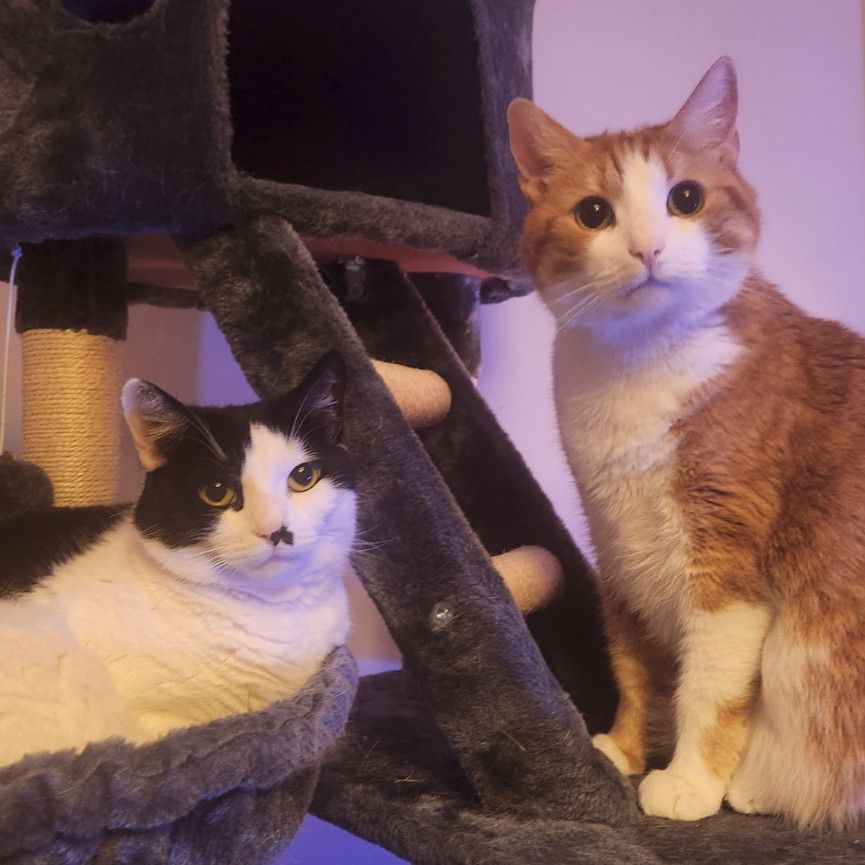 Two cats sitting on a grey cat tree indoors. The left cat is black and white with a small black mark on her nose, lying comfortably in a hammock section. The right cat is ginger and white, sitting upright and looking towards the camera. Warm light in the background.